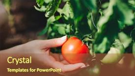  Presentation with tree - Amazing theme having pinck - woman picking fresh tomatoes backdrop and a red colored foreground