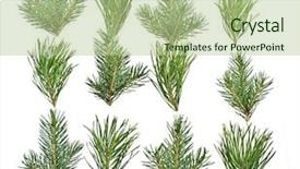  Presentation with fir tree - Amazing theme having pine and fir tree branches backdrop and a  colored foreground