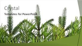  Presentation with pine - Slides featuring pine and fir tree branches isolated on white background and a white colored foreground