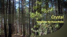  Presentation with needles - Presentation theme enhanced with pine and leaves of chestnut background and a tawny brown colored foreground