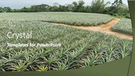  Presentation with pine - PPT layouts enhanced with pine apple farm background and a violet colored foreground