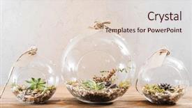  Presentation with succulent - Presentation with pine bark - mini succulent garden in glass background and a lemonade colored foreground