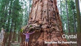  Presentation with pine forest - Theme having pine bark - sequoias forest in summer season background and a tawny brown colored foreground
