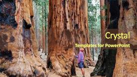  Presentation with pine forest - Amazing PPT theme having pine bark - sequoias forest in summer season backdrop and a tawny brown colored foreground