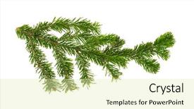  Presentation with pine - Slides with pine branch on a white background background and a soft green colored foreground