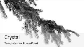  Presentation with pine - Colorful PPT layouts enhanced with pine branch on white background backdrop and a light gray colored foreground