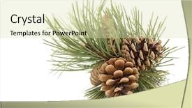  Presentation with pine cone - Cool new theme with pine branch with pine cones backdrop and a soft green colored foreground