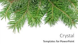  Presentation with pine - Beautiful PPT theme featuring pine branches isolated on white backdrop and a white colored foreground