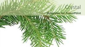  Presentation with pine - Beautiful slide deck featuring pine branches isolated backdrop and a mint green colored foreground