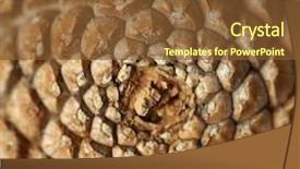  Presentation with pine cone - Theme featuring pine cone closeup background and a tawny brown colored foreground