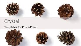  Presentation with pine cone - Theme featuring pine cone isolated on white background background and a soft green colored foreground