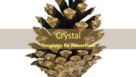  Presentation with pine cone - Slides with pine cone isolated on a white background background and a tawny brown colored foreground