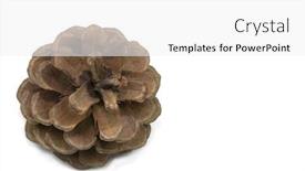 Presentation with pine cone - Presentation design featuring pine cone looking down isolated on white background and a white colored foreground