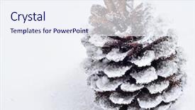  Presentation with pine cone - Beautiful PPT theme featuring pine cone on the snow backdrop and a sky blue colored foreground