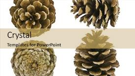  Presentation with pine cone - Cool new PPT theme with pine cone set different views backdrop and a yellow colored foreground