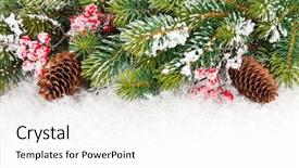  Presentation with holly christmas frame - Colorful presentation theme enhanced with pine cones - christmas fir tree branch backdrop and a white colored foreground