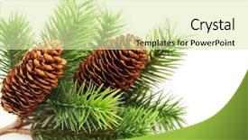  Presentation with white christmas - Theme with pine cones - christmas tree branches over white background and a soft green colored foreground
