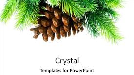  Presentation with pine cone - Amazing presentation theme having pine cones - cone and christmas tree isolated backdrop and a  colored foreground