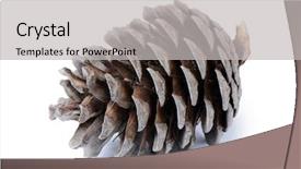  Presentation with pine cone - Presentation theme featuring pine cones - fir cone isolated on white background and a light gray colored foreground