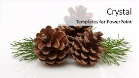 Presentation with needles - Cool new PPT theme with pine cones and needles backdrop and a pink colored foreground