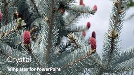  Presentation with pine cone - Slide set enhanced with pine-cones-on-branches-brown background and a gray colored foreground