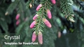  Presentation with pine cone - Presentation design with pine-cones-on-branches-brown background and a ocean colored foreground