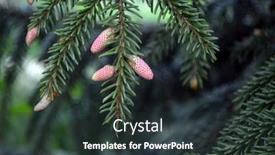  Presentation with pine cone - Colorful presentation theme enhanced with pine-cones-on-branches-brown backdrop and a tawny brown colored foreground