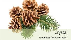  Presentation with pine - Slide deck having pine cones on pine branch background and a  colored foreground
