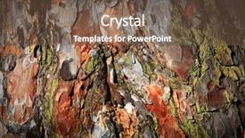  Presentation with pine - Beautiful presentation featuring pine cortex - abstract natural background backdrop and a  colored foreground