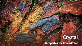  Presentation with pine - Presentation design with pine cortex abstract natural background background and a  colored foreground