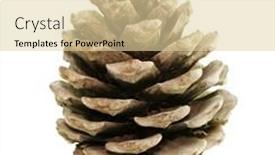  Presentation with pine cone - Presentation design enhanced with pine-fir-tree-cone-isolated background and a lemonade colored foreground
