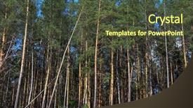  Presentation with pine trees sun shining through - Audience pleasing PPT layouts consisting of pine forest at sunny summer backdrop and a  colored foreground