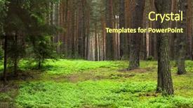  Presentation with bohemian - Slides with pine forest beautiful scenery in bohemian forest czech republic - europe background and a tawny brown colored foreground