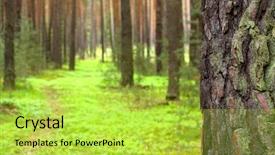  Presentation with pine forest - Audience pleasing slides consisting of pine forest close up pine backdrop and a yellow colored foreground