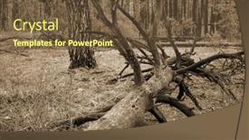  Presentation with pine forest - Presentation theme featuring pine-forest-in-kiev-region background and a  colored foreground