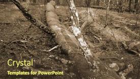  Presentation with pine forest - PPT theme having pine-forest-in-kiev-region background and a  colored foreground