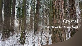  Presentation with pine forest - Presentation featuring pine-forest-in-snowy-winter background and a dark gray colored foreground
