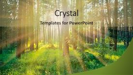  Presentation with pandanus or screw pine plant - Slide set consisting of pine forest on sunrise background and a coral colored foreground