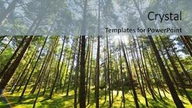 Presentation with pine forest - Colorful PPT theme enhanced with pine forest tree wide angle backdrop and a light gray colored foreground