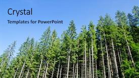  Presentation with deep blue - Colorful theme enhanced with pine forest under deep blue backdrop and a light blue colored foreground