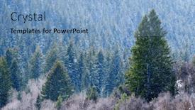  Presentation with winter storm - Presentation theme consisting of pine-forest-with-winter-snow background and a light blue colored foreground