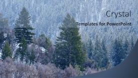  Presentation with winter storm - PPT theme featuring pine-forest-with-winter-snow background and a light blue colored foreground