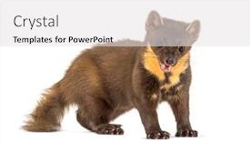  Presentation with pine - PPT theme with pine-marten-standing-isolated background and a light gray colored foreground