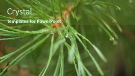  Presentation with needle - Presentation featuring pine-needle-with-big-dewdrops background and a tawny brown colored foreground