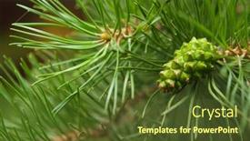  Presentation with needle - PPT theme consisting of pine-needle-with-big-dewdrops background and a tawny brown colored foreground