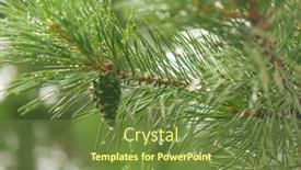  Presentation with needle - Presentation theme featuring pine-needle-with-big-dewdrops background and a tawny brown colored foreground