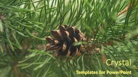  Presentation with needle - Presentation theme having pine-needle-with-big-dewdrops background and a tawny brown colored foreground