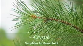  Presentation with needle - Presentation design enhanced with pine-needle-with-big-dewdrops background and a tawny brown colored foreground