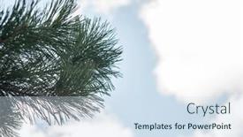  Presentation with needle - Presentation design consisting of pine-needle-with-big-dewdrops background and a sky blue colored foreground