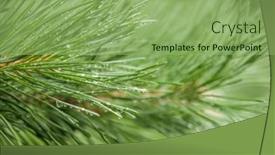 Presentation with pink and green nature - Presentation with pine-needle-with-big-dewdrops background and a seafoam green colored foreground